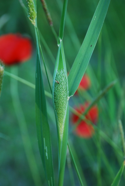 Graminacea - Phalaris sp.